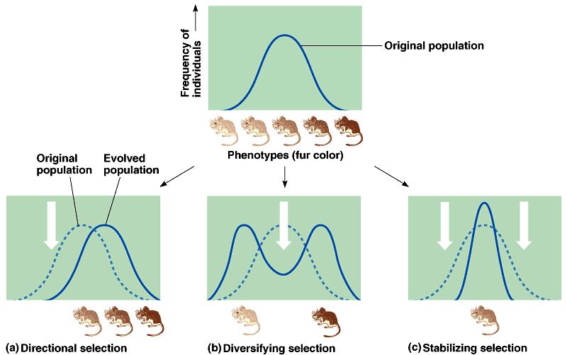 Há dois mecanismos gerais na Natural: Natural e fenótipos contínuos 1) Sobrevivência diferencial. 2) Reprodução diferencial.