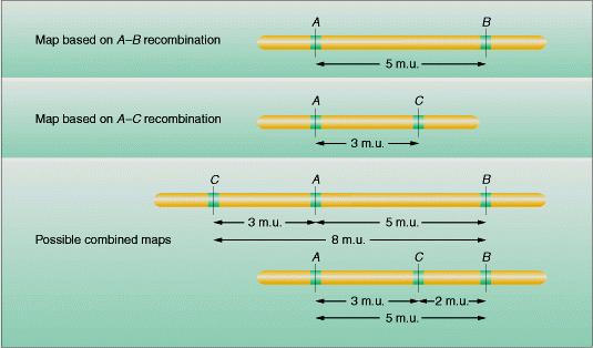 Mapa genético de ligação: -frequência de recombinação entre características 1% de recombinação entre dois genes ligados = 1 unidade de mapa 1 unidade de
