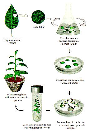 Transformação Genética de Plantas Ilustração básica do processo de transformação de plantas Desenvolvimento de produtos (Eucalipto / Pinus) Explante inicial Disco Foliar Co-cultura com Agrobacterium