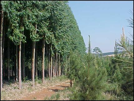 Eucalipto Tolerante ao Frio Potencial para o Sul do Brasil Alternativas E. dunnii E. benthami E.grandis x E.viminalis (?) E. urograndis (áreas restritas) E.