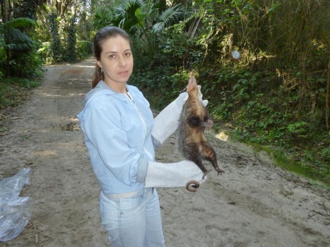 Diagnóstico de Sarcocystis neurona nas fezes de Didelphis sp.