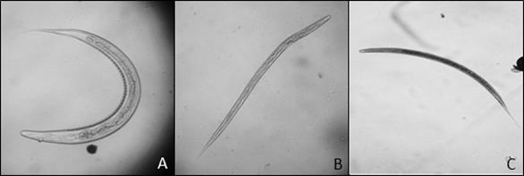 Avaliação parasitária de suínos nativos da região da baixada maranhense comparou aos suínos de São Bento (P<0,01).