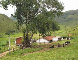 de jabuticabeiras, com mais de 100 árvores.