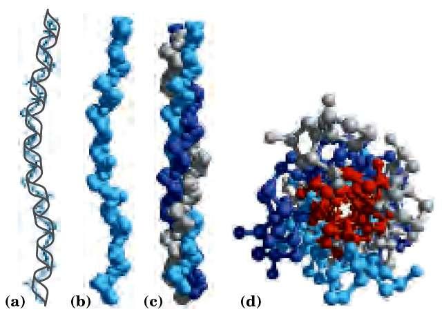 Proteínas Fibrosas Prolina ou