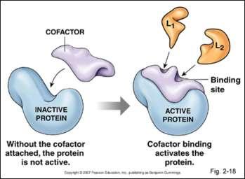 proteica (cofator) metal