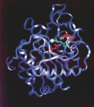 Exemplo do modelo de encaixe induxido (Carbopeptidase) Em A: o sítio catalítico dessa enzima é