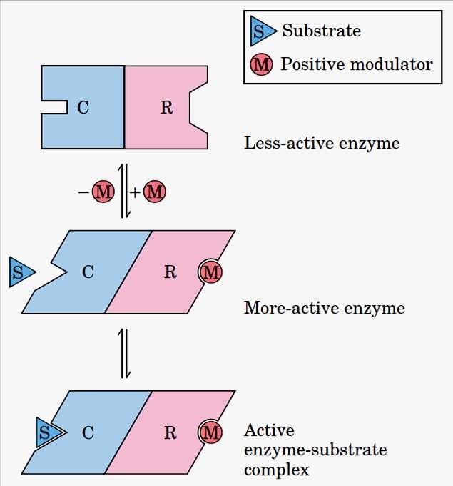 Enzimas Alostéricas formas mais ou menos ativas são geradas por
