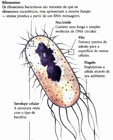 O CITOPLASMA DAS CÉLULAS PROCARIÓTICAS Citosol (líquido viscoso e semitransparente) Água (80%) Ribossomos Substâncias diversas (proteínas enzimas,