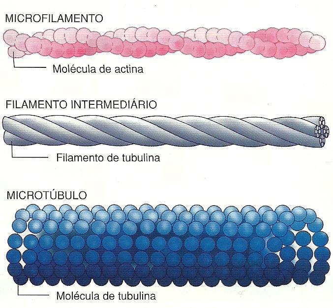 Três tipos de Citoesqueleto Filamentos de actina formados pela proteína globular actina Constituição variada formados por diversos