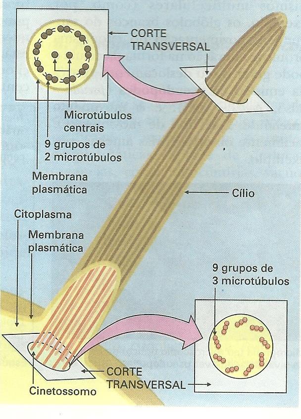 Cílios e