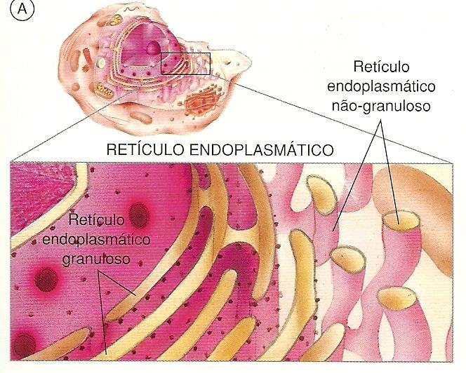 O citoplasma das células eucarióticas Organelas Membranosas Retículo Endoplasmático Rede de tubos e bolsas achatadas e