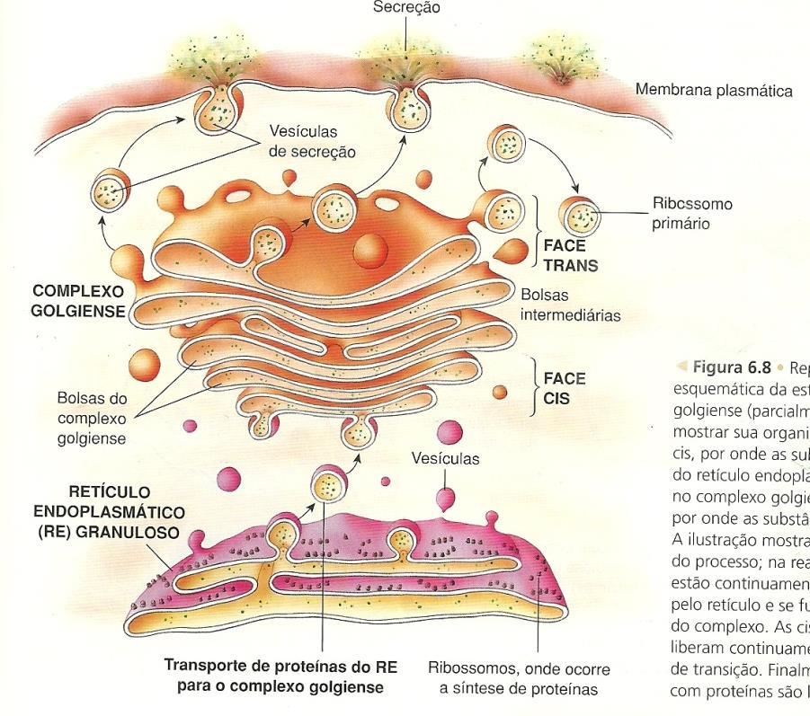 O citoplasma das células eucarióticas Organelas Membranosas Complexo de Golgi 6 a 20 bolsas achatadas e