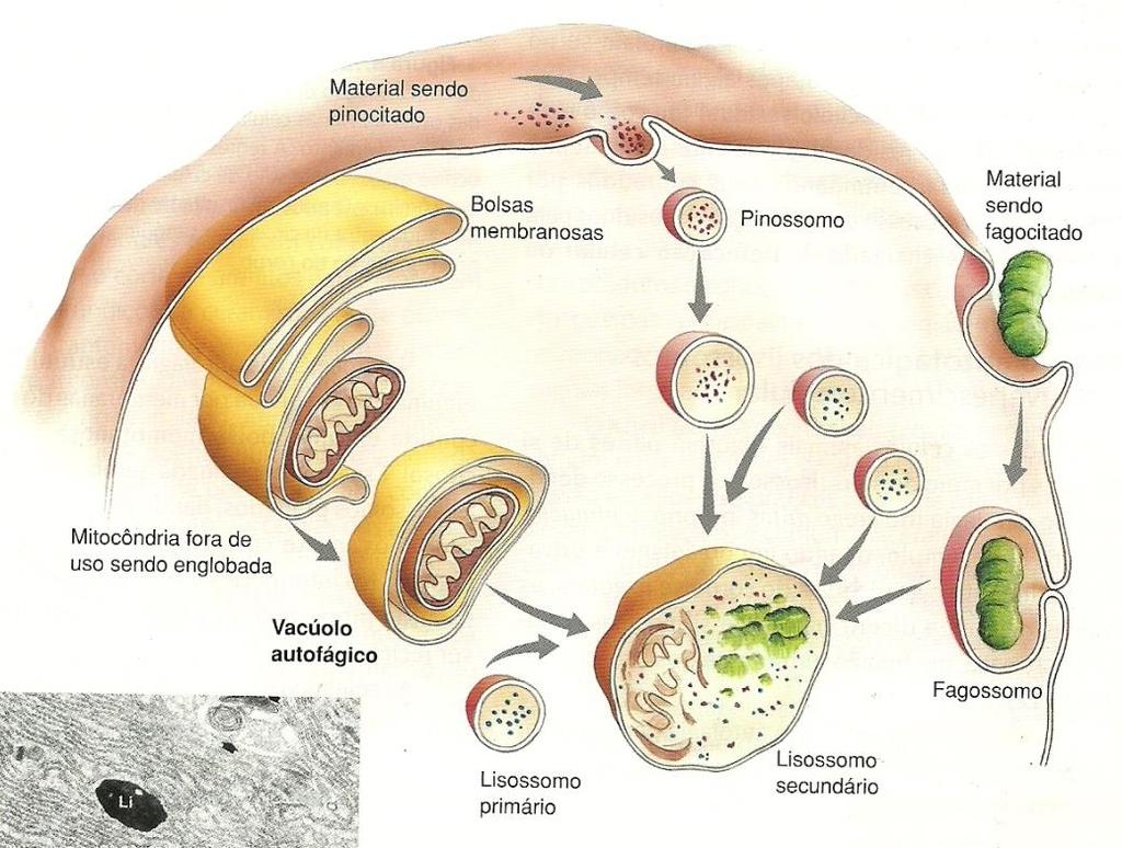 O citoplasma das células eucarióticas Organelas Membranosas