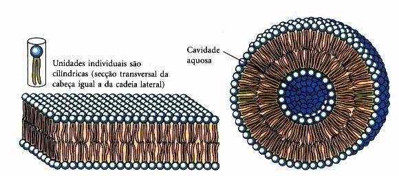 A estrutura básica das membranas é uma camada