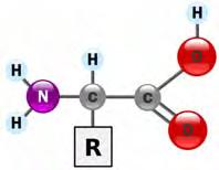 aminoácidos apolares, i.e., aminoácidos com apenas dois grupos ionizáveis, que são: glicina, alanina, leucina, isoleucina e valina.