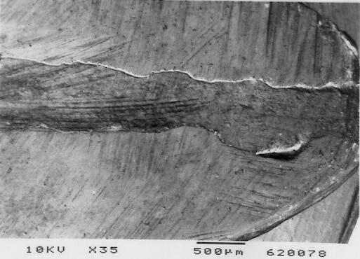 Material e Métodos 73 A B C D Figura 15 A D: A: Tampão apical feito com MBPc; B: Fotomicrografia mostrando a desadaptação do tampão em relação à parede