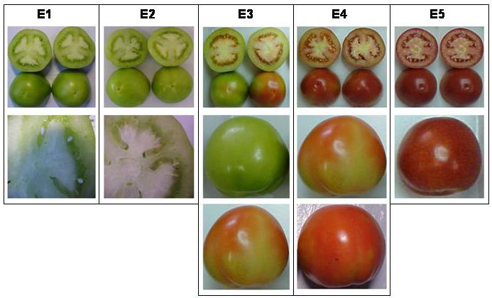 Figura 3 - Aspecto visual dos frutos de tomate Santa Clara nos estádios fenológicos E1 (fruto completamente verde com a mucilagem consistente e imatura, em que as sementes estão mal formadas), E2