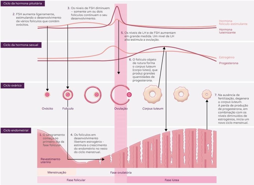 Fig. 4- Esquema representativo das alterações que ocorrem durante ciclo menstrual e variações hormonais [53]. 2.