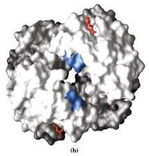 BPG T R 2,3 Bisfosfoglicerato (BPG) Michael W.