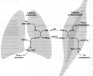 CO 2 também é modulador alostérico da Hb nova carga negativa Temperatura também afeta