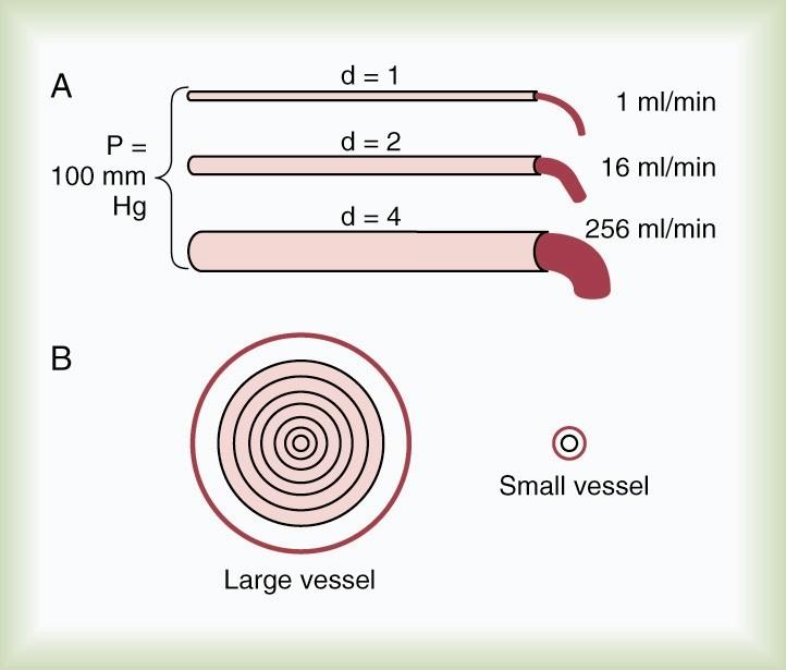 Efeito do Diâmetro do Vaso no Fluxo Sangüíneo Condutância é muito sensível a mudança no diâmetro do