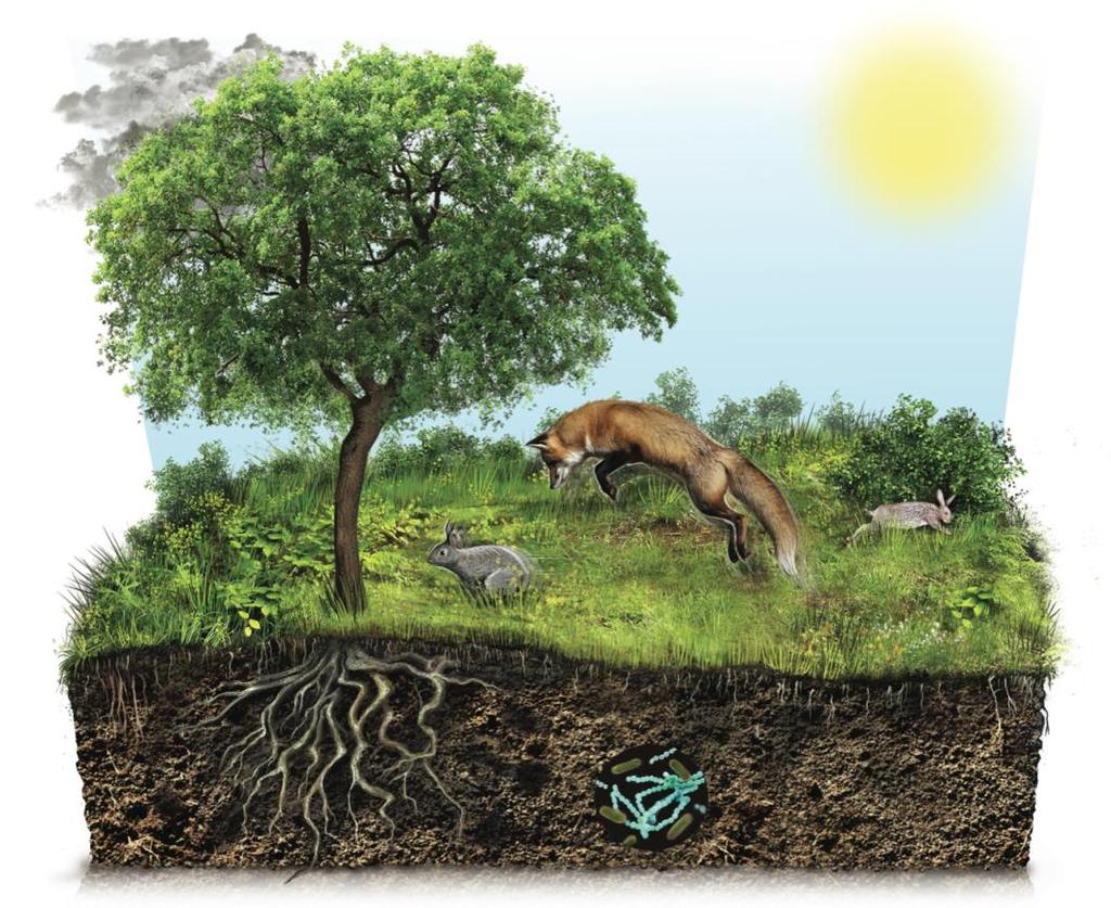 Funções do solo O solo é um substrato de fixação e crescimento das plantas que dele retiram água e sais minerais.