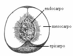 55 Introdução FRUTO Rosaceae).