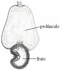 59 Pseudo-fruto - O pistilo é composto de dois ou mais carpelos, o ovário é súpero e o receptáculo ou o pedúnculo tornam-se carnosos (fig. 18). Exemplo: caju (Anacardium occidentale - Anacardiaceae).