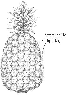Este tipo de fruto recebe o nome de sicônio. Figura 18 Pseudo-fruto Nota: o fruto carnoso, excepcionalmente pode ser deiscente.