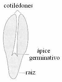 64 tecido de reserva são chamadas albuminosas ou endospermadas (mamona, Ricinus communis - Euphorbiaceae).