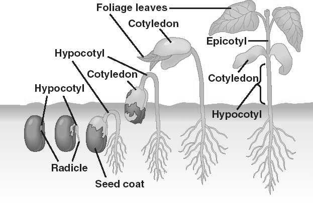 66 difícil determinar os limites entre hipocótilo e radícula, denomina-se eixo hipocótilo-radicular.