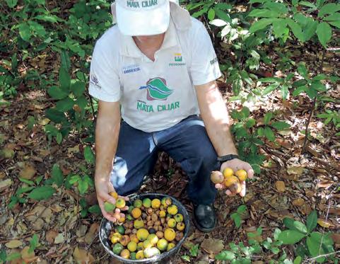 SUDESTE BIOMA MATA ATLÂNTICA Figura I - Estaleiros no viveiro Figura II - Coleta de Sementes O plantio é feito com mudas com altura média de 40 cm, e espaçamento