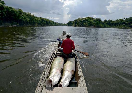 BIOMA AMAZÔNIA CENTRO OESTE partir de 2008, os Paumari organizaram-se com o intuito de ordenar o uso de recursos naturais de seu território.