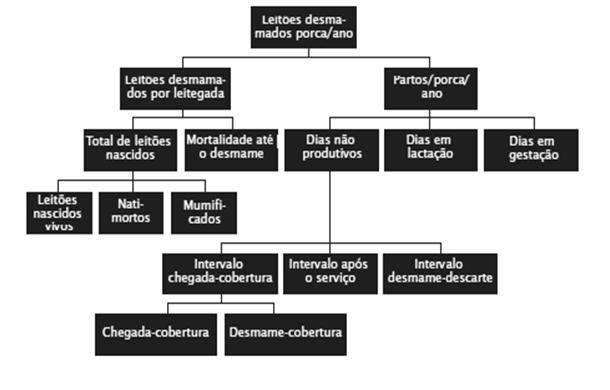 Introdução e Importância Econômica Introdução e Importância Econômica Macho 365 d x 2 kg = 730 kg ração 1 : 20 = 730 : 20 = 36,5 kg ração/fêmea/ano 36,5 kg : 2,5 ciclos = 14,6 kg ração/ciclo 14,6 kg