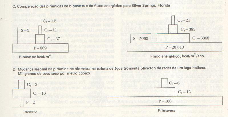 Pirâmides de Energia Odum, 1983) 1- Proporcionam a melhor imagem geral da natureza funcional das comunidades 2- O número e a massa de organismos que podem ser sustentados em um dado nível, em uma