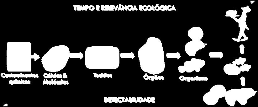 11 dos efeitos adversos nos ecossistemas mediante o uso de biomarcadores nos organismos que ali habitam (NASCIMENTO et al., 2008).