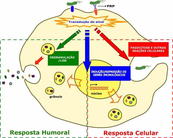 14 enzimáticos são sintetizados pelo próprio organismo e incluem uma série de enzimas, como a glutationa-peroxidase, a catalase e a já mencionada SOD (vide revisão de BARRACCO & DA SILVA, 2008).