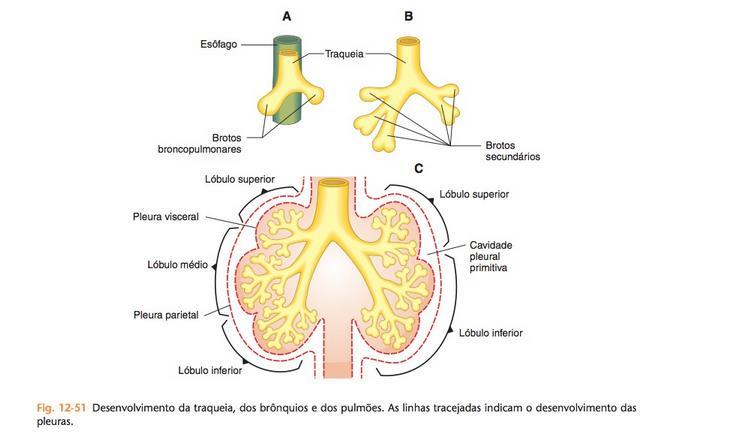 Desenvolvimento da porc a o respirato ria O desenvolvimento dos segmentos respirato rios do pulma o passa por quatro etapas que se sobrepo e parcialmente: estágio embrionário (da quarta à sétima
