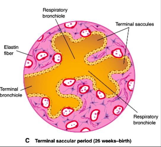 Período do Saco Terminal Mais sacos terminais e suas células epiteliais tornam-se muito delgadas.