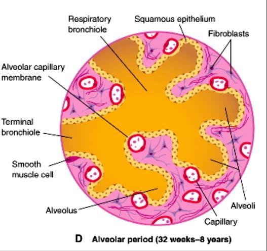 26ª: sacos terminais são revestidos principalmente por céls epiteliais pavimentosas de origem endodérmica: céls alveolares tipo I ou pneumócitos.