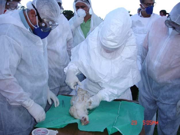 ATUAÇÃO DO PNSA 11 - Capacitação dos médicos veterinários oficiais