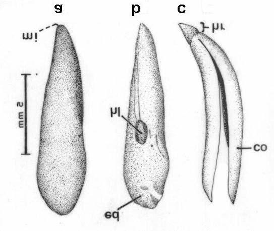 ASPECTOS MORFOANATÔMICO DE SEMENTES DE Balfourodendron riedelianum 17 1976), Skimia (Boesewinkel, 1977) e Casimiroa (Zavaleta- Mancera e Engleman, 1991).