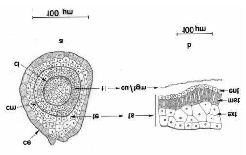 FIGURA 2. Balfourodendron riedelianum (Engler) Engler: a b c seção longitudinal do ovário. Óvulos anátropos. Legenda: cs cavidade secretora; fr feixe rafeal; fv feixe vascular; ov óvulo; tr tricomas.