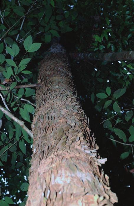 2 Conhecendo Espécies de Plantas da Amazônia: Pau-amarelo (Euxylophora paraensis Huber - Rutaceae) As folhas se agrupam no final dos ramos, alternadamente, em