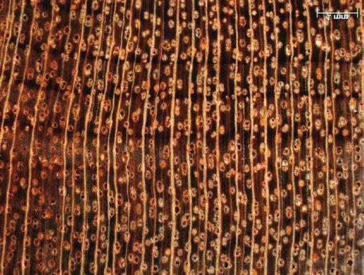 4 Conhecendo Espécies de Plantas da Amazônia: Pau-amarelo (Euxylophora paraensis Huber - Rutaceae) Foto: Jéfyne Carréra. A emergência reta ocorre com a raiz primária rompendo os restos seminais.