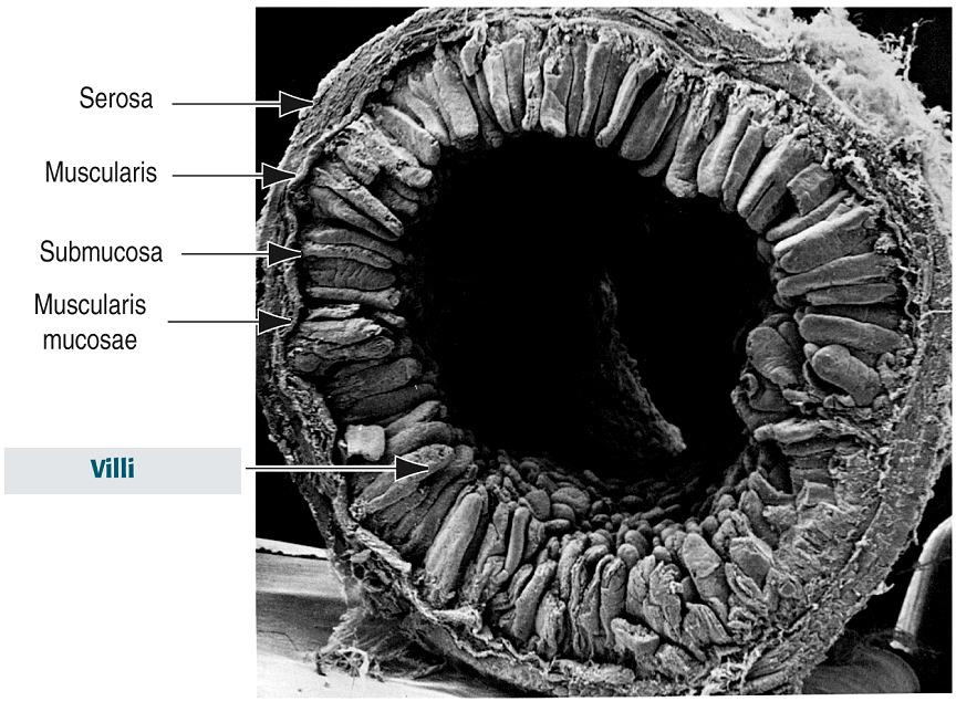 INTESTINO