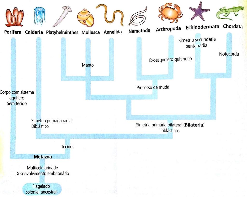 A maioria dos pesquisadores consideram que os animais surgiram há cerca de 700 milhões de anos, a partir de ancestrais protistas flagelados e heterótrofos.