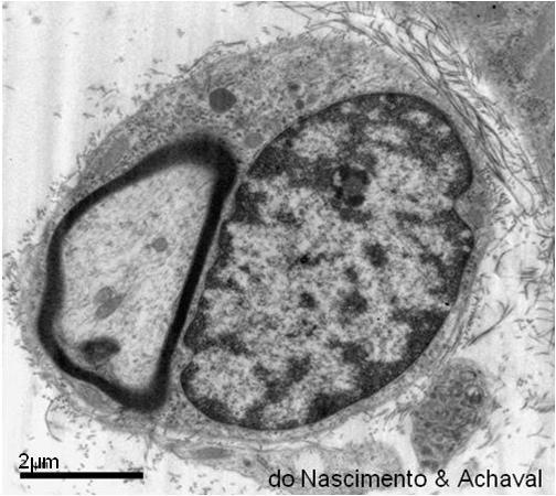 22 - Eletromicrografia da célula de Schwann circundando o axônio (A), em corte transversal. Cortesia de Patrícia do Nascimento e Matilde Achaval Elena, UFRGS.