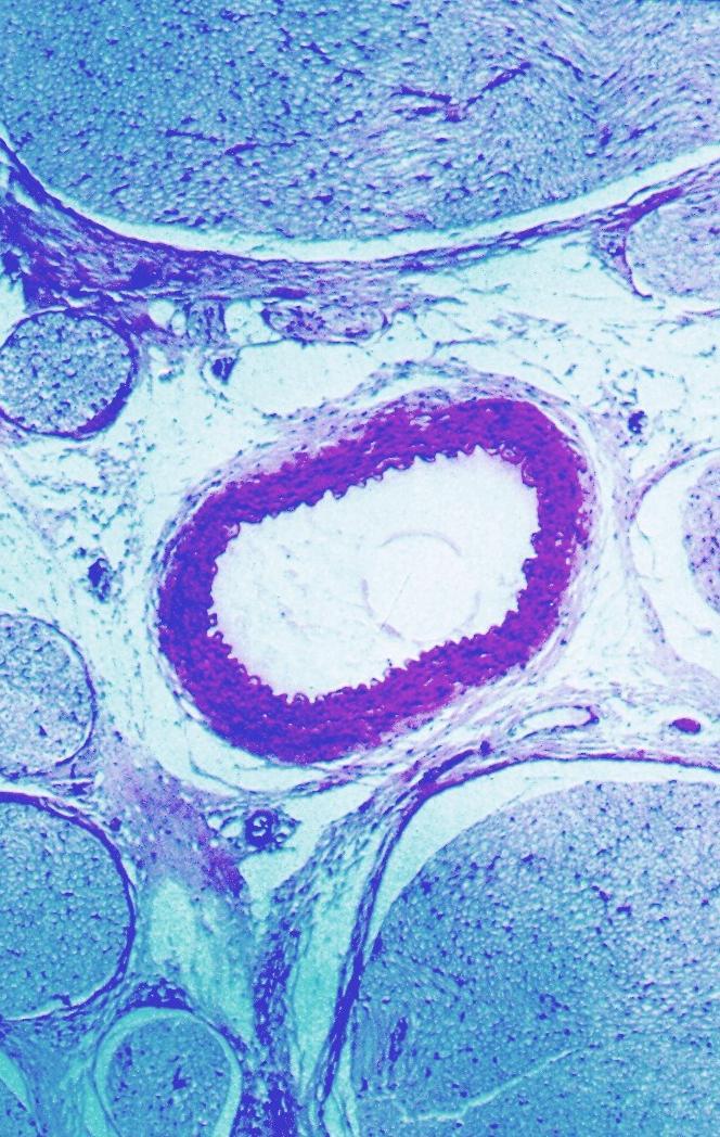165 A pia-máter (do latim, pia, macio; mater, mãe) 166 é a meninge mais interna, localizando-se sobre a glia limitante, a camada de prolongamentos de astrócitos que recobre o tecido nervoso.