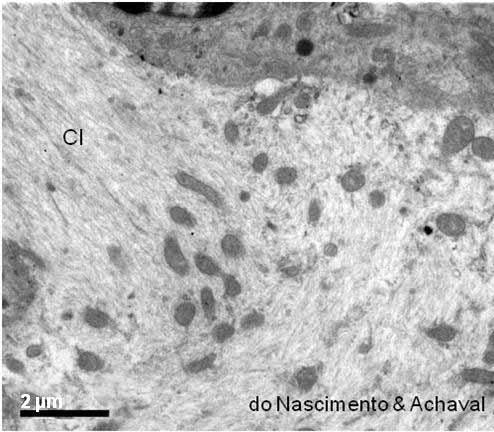 HISTOLOGIA Figura 4.7 - Eletromicrografia do cone de implantação (CI) de neurônio pseudounipolar, onde é possível notar a ausência do retículo endoplasmático rugoso e a abundância de neurofilamentos.